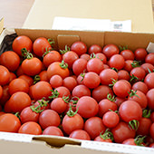 有機栽培ミニトマト（季節商品）詳細