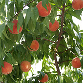 福島の桃　４品種食べ比べセット詳細