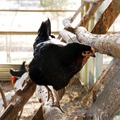 より自然な飼育方法で、鶏へのストレスを軽減