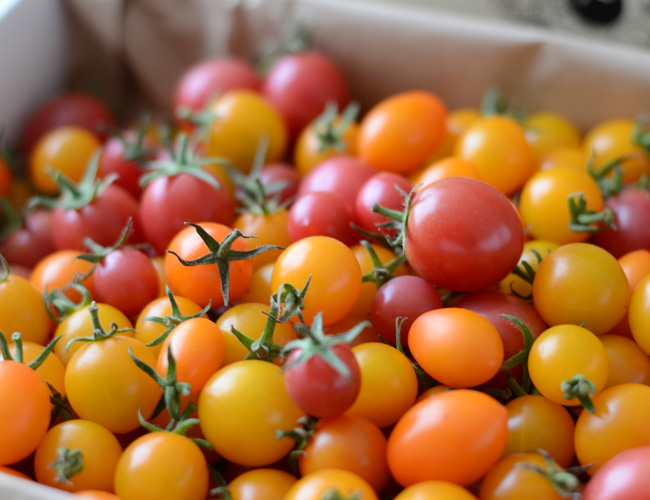 有機栽培ミニトマト【ギフト】（季節商品） | チャルジョウ農場／そる工房 | 福島県の美味しい食材お取り寄せ 福うらら